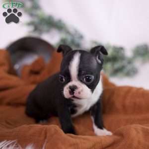 Fred (Tiny), Boston Terrier Puppy